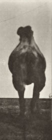 Plate 741 Bactrian camel. A: Walking. B: Racking — figure reference